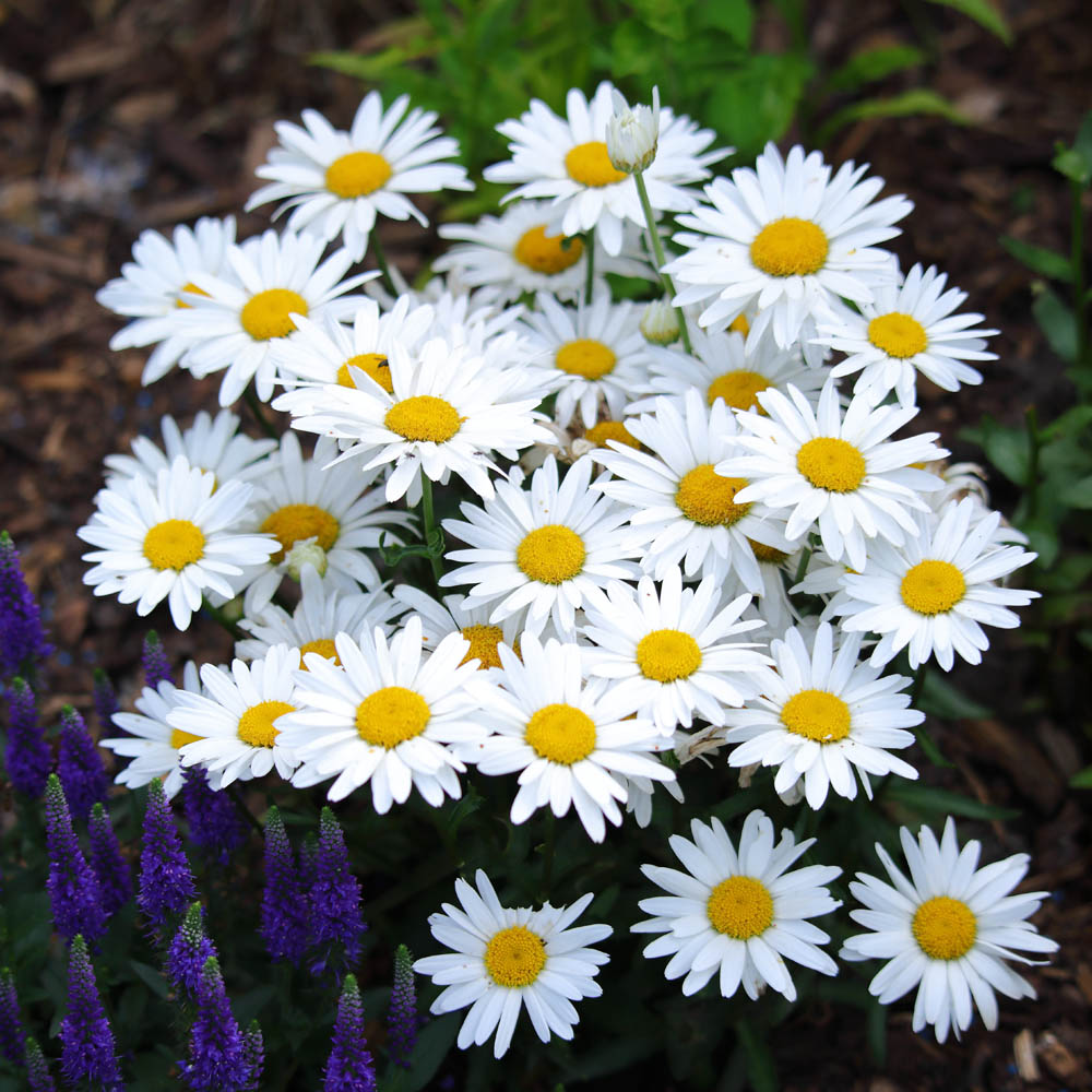 Leucanthemum superbum 'Dwarf Snow Lady'