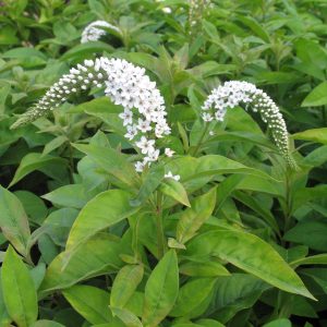 Lysimachia clethroides