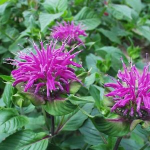 Monarda 'Blue Stocking'