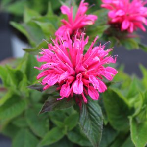 Monarda didyma 'Balmy Rose'