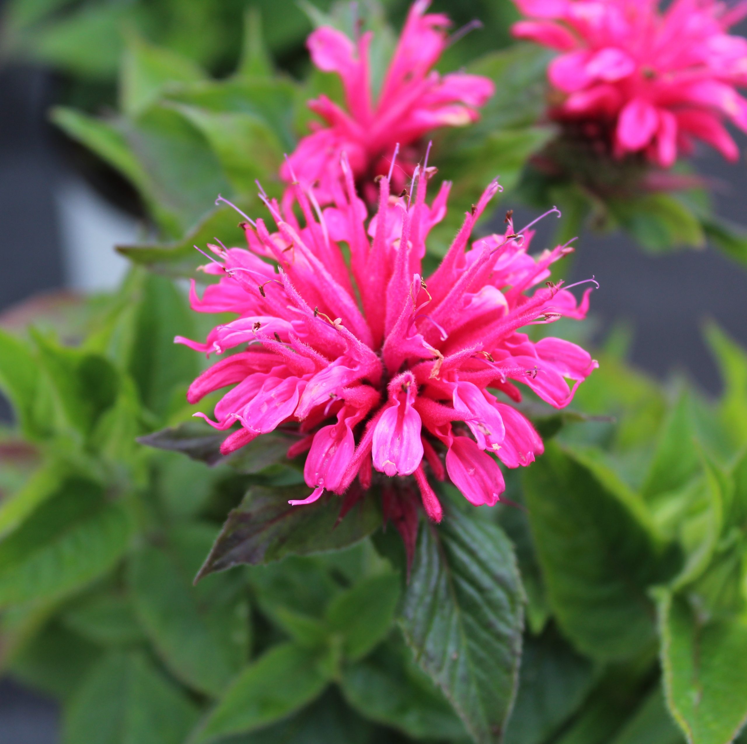 Monarda didyma 'Balmy Rose'