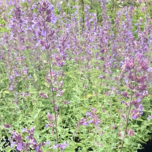 Nepeta faassenii 'Walker's Low'