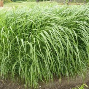 Panicum virgatum 'Emerald Chief'