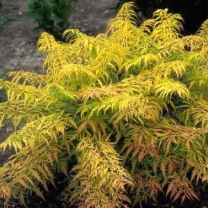 Rhus typhina 'Tiger Eyes'