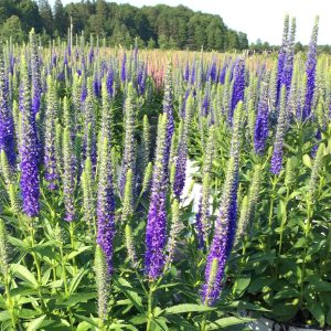 Veronica spicata 'Royal Candles'