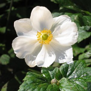 Anemone hybrida 'Honorine Jobert'