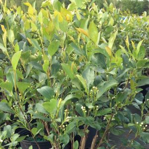 Aronia melanocarpa 'Iroquois Beauty'