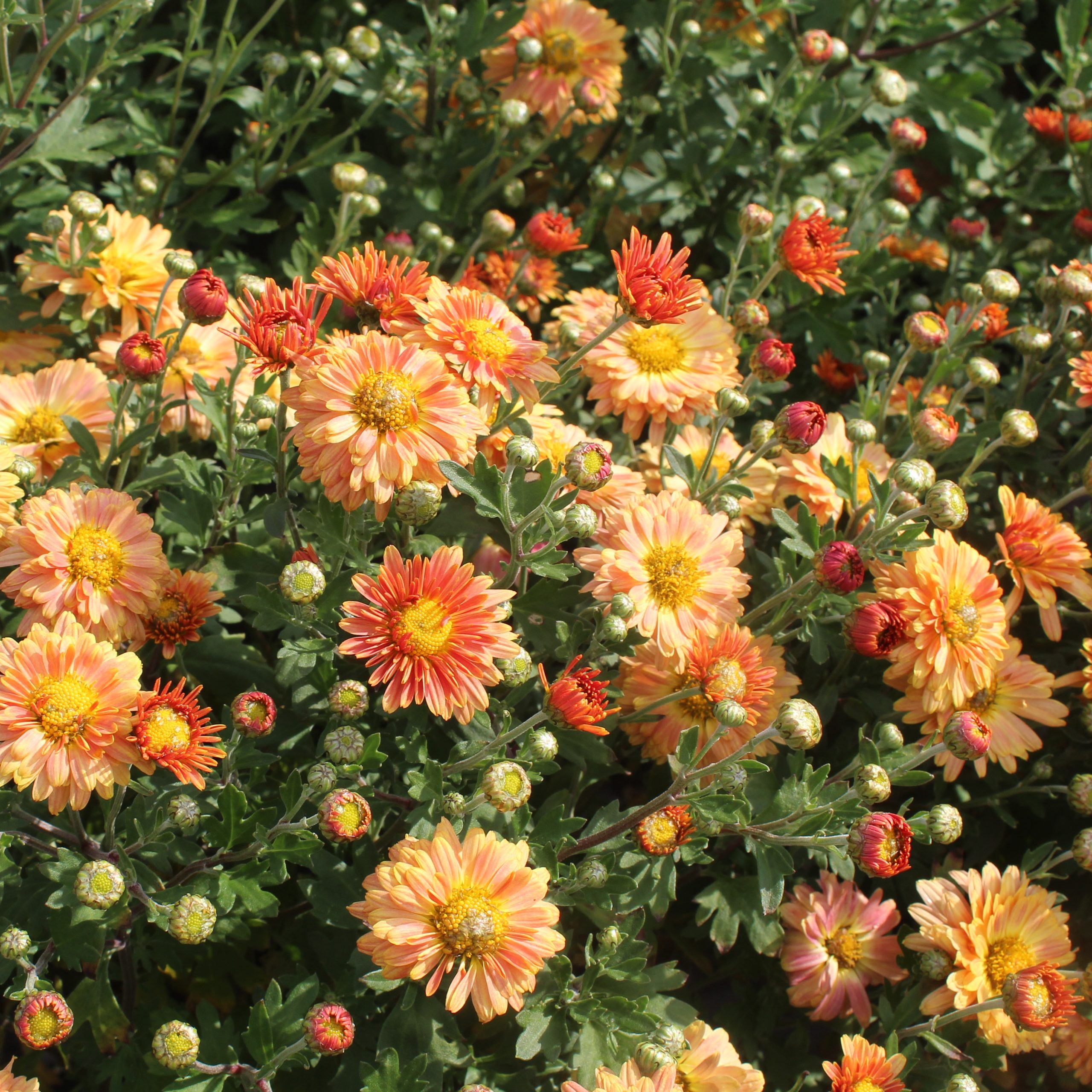 Chrysanthemum morifolium 'Tiger Tail Mum'
