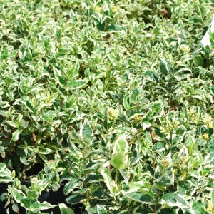 Diervilla sessilifolia 'Cool Splash'