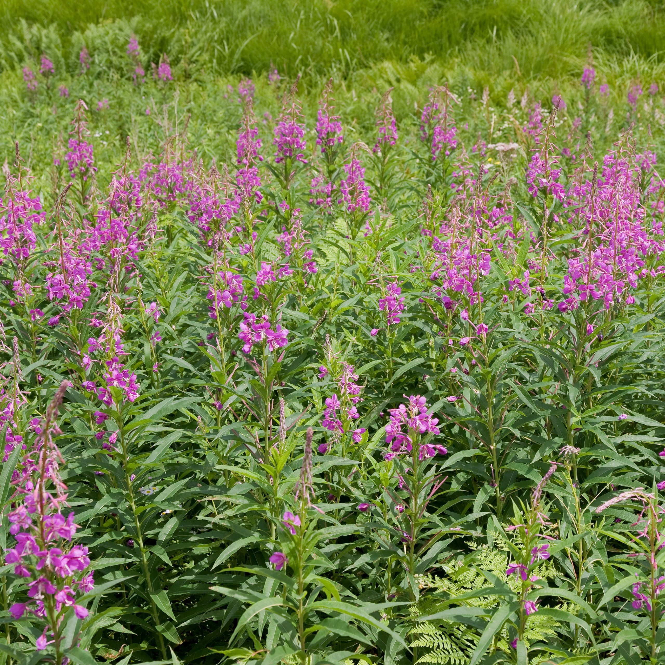 Epilobium angustifolium