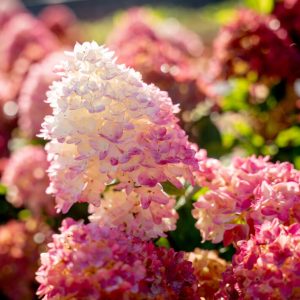 Hydrangea paniculata 'Spring Sizzle'
