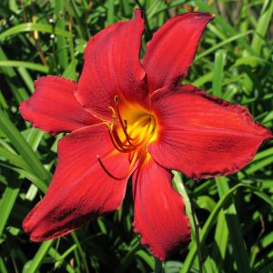 Hemerocallis 'Chicago Aztec'