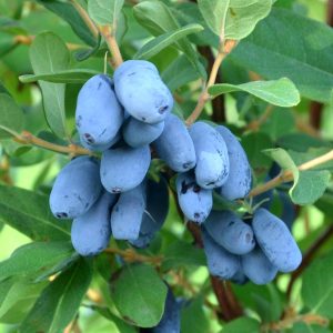 Lonicera edulis 'Borealis'