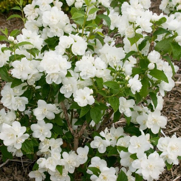 Philadelphus 'Snow White'