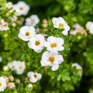 Potentilla fruticosa 'Crème Brûlée'