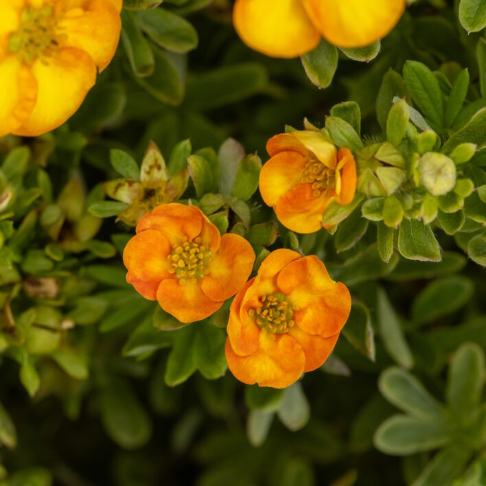 Potentilla fruticosa 'Marmalade'