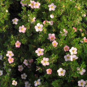 Potentilla fruticosa 'Pink Beauty'