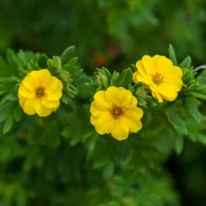 Potentilla fruticosa 'Pineapple Tart'
