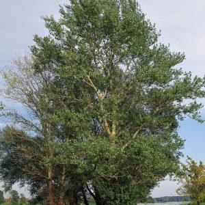 Salix nigra