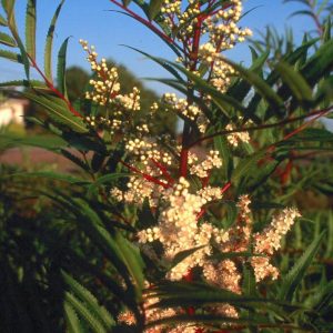 Sorbaria aitchisonii