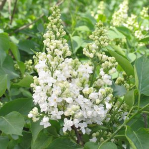 Syringa vulgaris 'Mme Lemoine'
