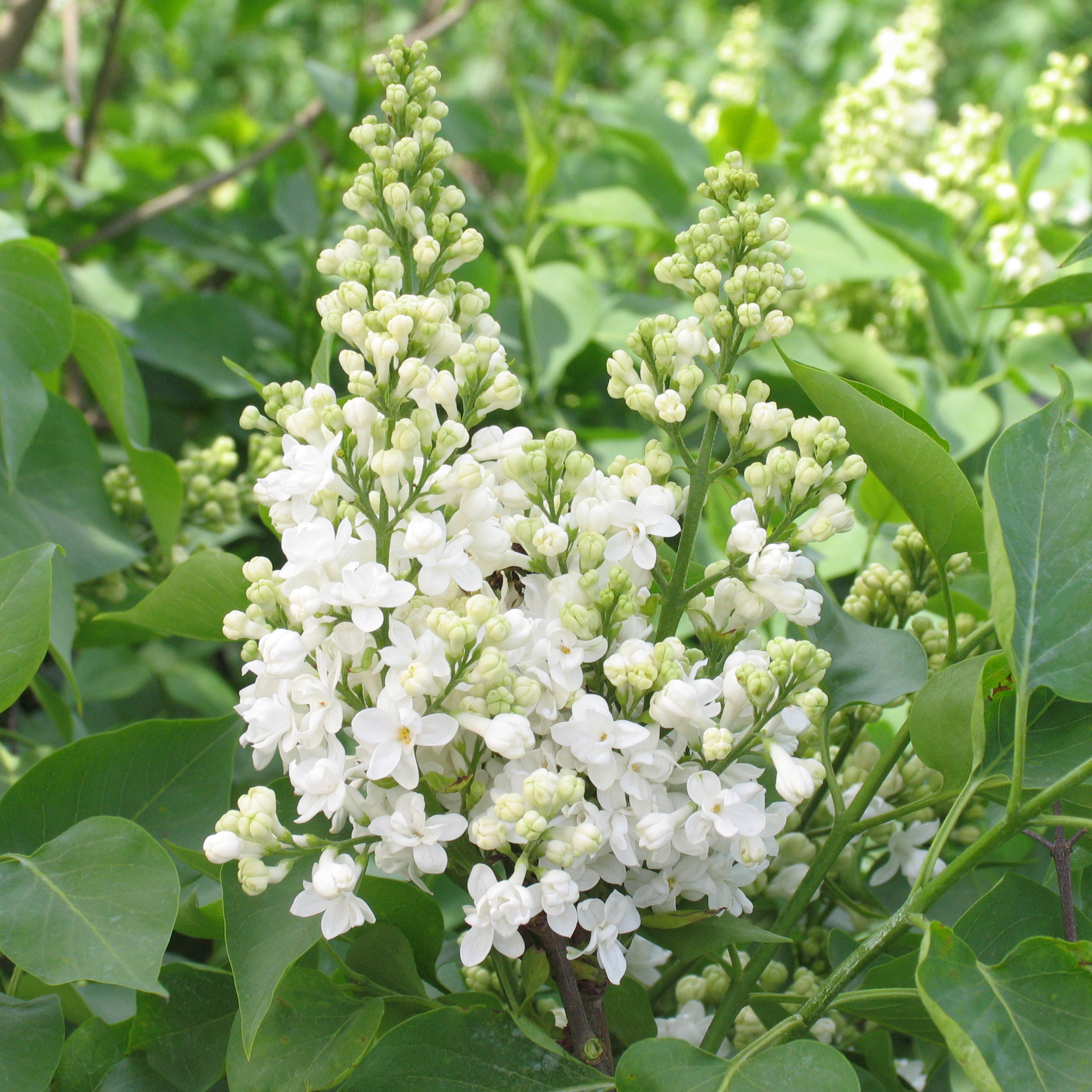 Syringa vulgaris 'Mme Lemoine'