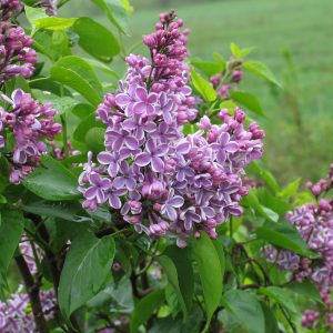 Syringa vulgaris 'Sensation'